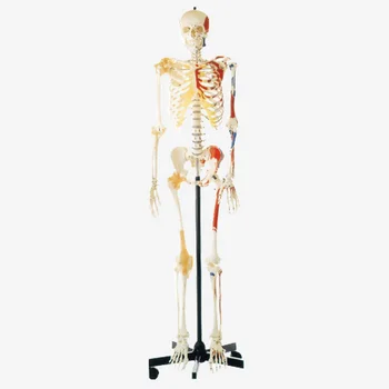Cilvēka Sieviešu Skelets ar Vienu-Krāsoti sānu Muskuļus(Sieviešu)